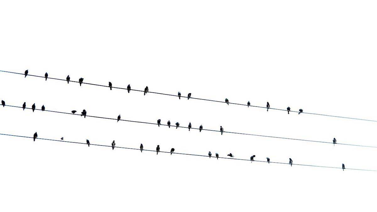 birds on a wire