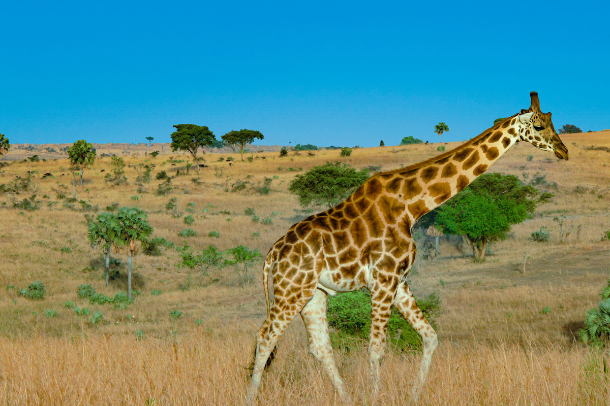 giraffe